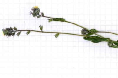 <i>Myosotis discolor</i>