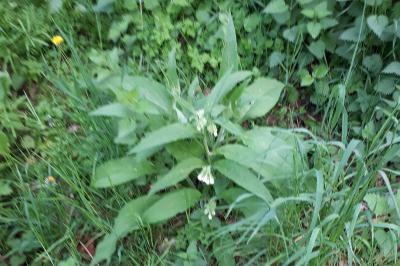 <i>Symphytum officinale</i>