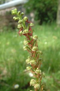 <i>Orchis anthropophora</i>