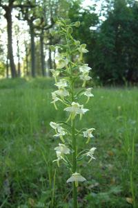 <i>Platanthera chlorantha</i>