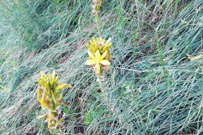 <i>Asphodeline lutea</i>