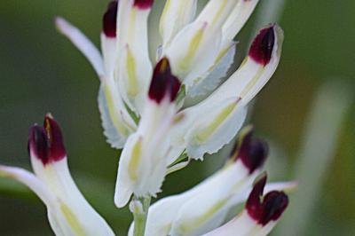 <i>Fumaria capreolata</i>