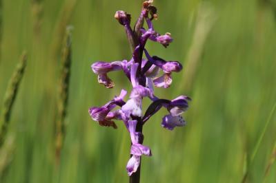 <i>Anacamptis morio</i>