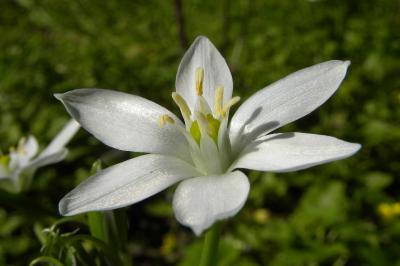 <i>Ornithogalum umbellatum</i>