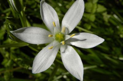 <i>Ornithogalum umbellatum</i>