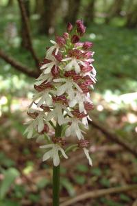 <i>Orchis purpurea</i>