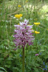 <i>Orchis simia</i>