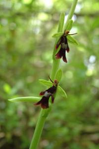 <i>Ophrys insectifera</i>