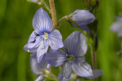 <i>Veronica teucrium</i>