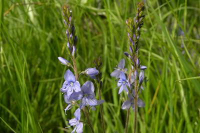 <i>Veronica teucrium</i>