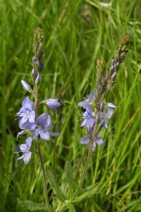 <i>Veronica teucrium</i>