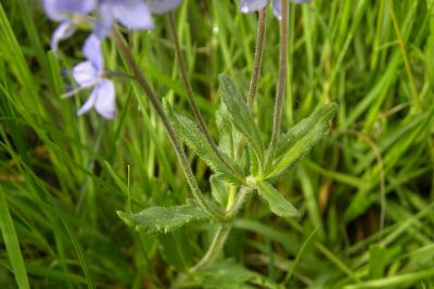<i>Veronica teucrium</i>
