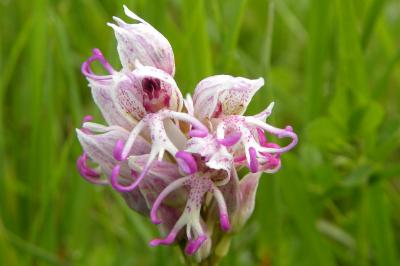 <i>Orchis simia</i>