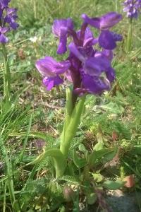 <i>Anacamptis morio</i>