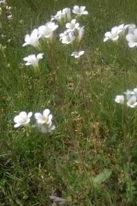 <i>Saxifraga granulata</i>