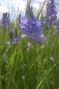 <i>Veronica teucrium</i>