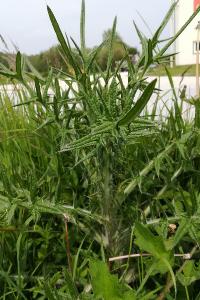 <i>Cirsium vulgare</i>