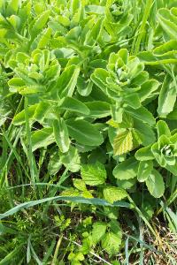 <i>Hylotelephium telephium</i>