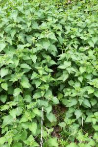 <i>Urtica dioica</i>
