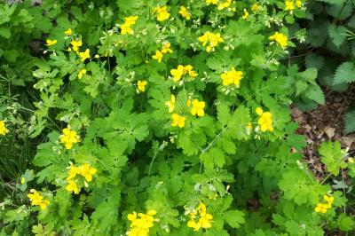 <i>Chelidonium majus</i>