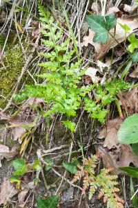 <i>Asplenium adiantum-nigrum</i>