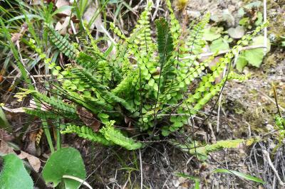 <i>Asplenium trichomanes</i>