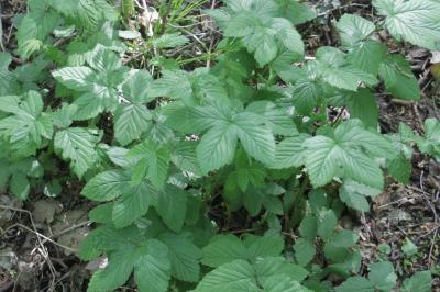 Filipendula ulmaria