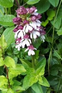 <i>Orchis purpurea</i>