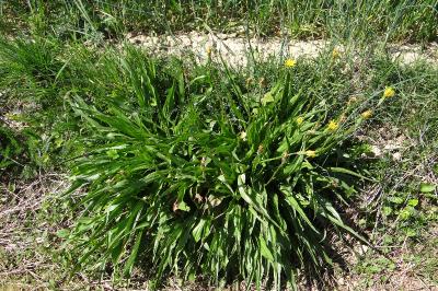 <i>Scorzonera humilis</i>