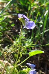 <i>Viola canina</i>