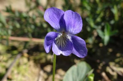 <i>Viola canina</i>