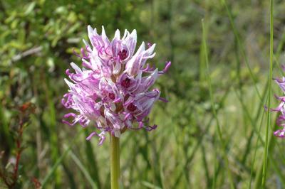 <i>Orchis simia</i>