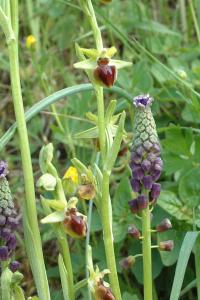 <i>Muscari comosum</i>
