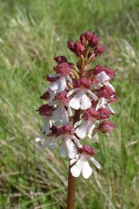 <i>Orchis purpurea</i>