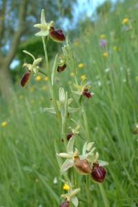 <i>Ophrys aranifera</i>