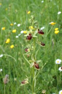 <i>Ophrys aranifera</i>
