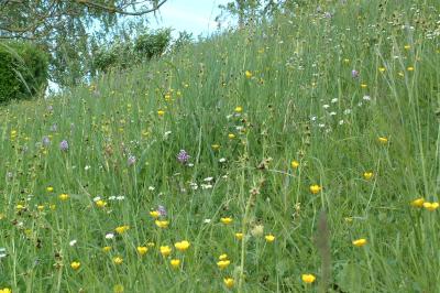 <i>Ophrys aranifera</i>