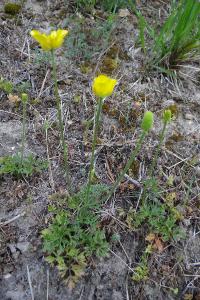 <i>Ranunculus paludosus</i>