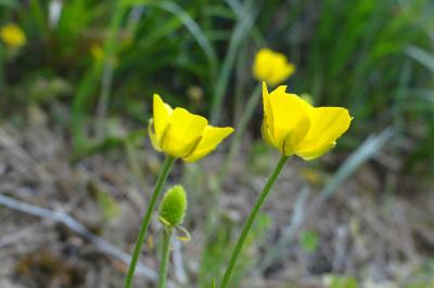 <i>Ranunculus paludosus</i>