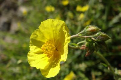 <i>Helianthemum nummularium</i>