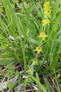 <i>Cruciata laevipes</i>