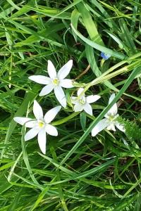 <i>Ornithogalum umbellatum</i>