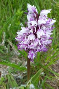 <i>Orchis simia</i>