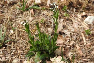 <i>Arabis hirsuta</i>