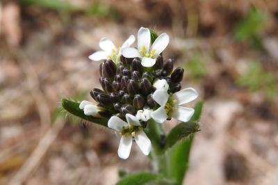 <i>Arabis hirsuta</i>