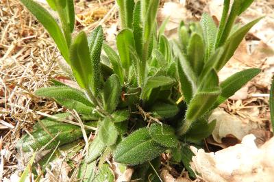 <i>Arabis hirsuta</i>