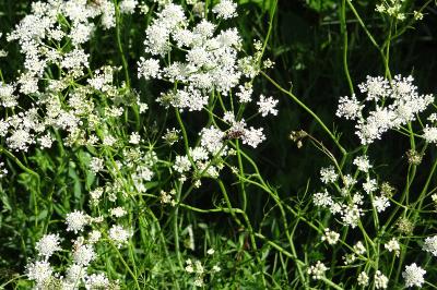 <i>Oenanthe peucedanifolia</i>