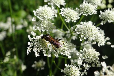 <i>Oenanthe peucedanifolia</i>