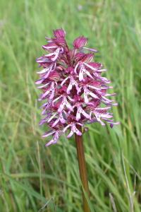 <i>Orchis x angusticruris</i>