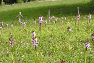 Orchis purpurea